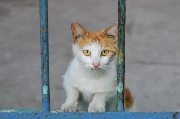 北京惊现流浪猫豪宅，保安大叔添水，居民点外卖云投喂，太有爱了