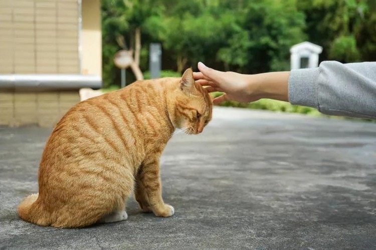 田园猫和宠物猫相比有哪些过人之处