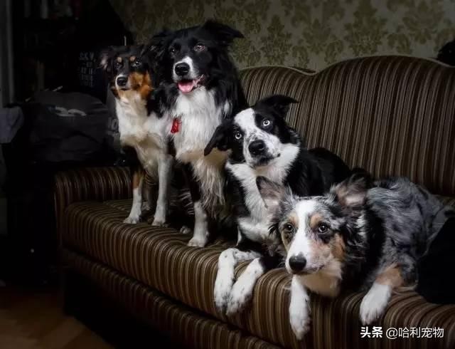 没钱没时间就不要祸害边境牧羊犬了！