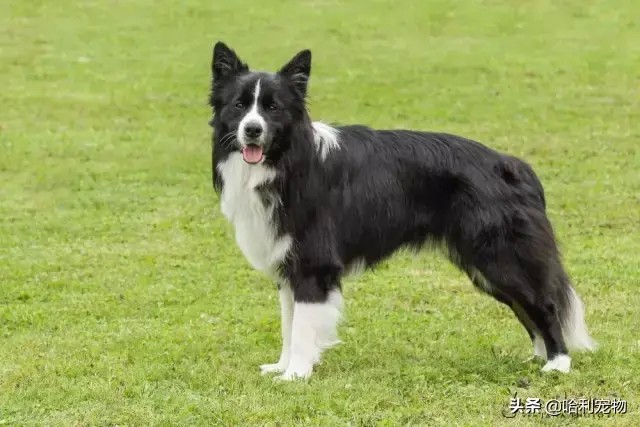 没钱没时间就不要祸害边境牧羊犬了！