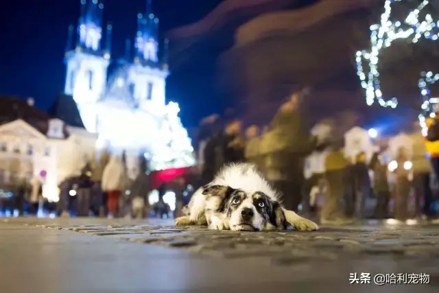 没钱没时间就不要祸害边境牧羊犬了！