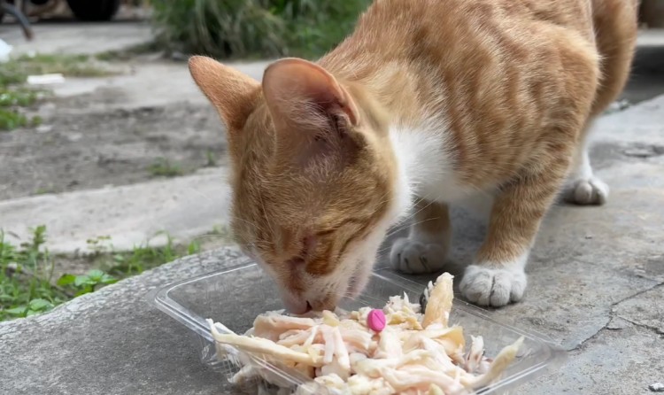 广州：刚生完五只小奶猫的流浪猫，被小哥收养后，母猫竟流下眼泪