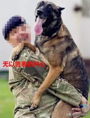 军犬患病被执行安乐死退役女兵将其救下原因令人感动不已