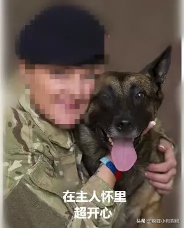 军犬患病被执行安乐死退役女兵将其救下原因令人感动不已