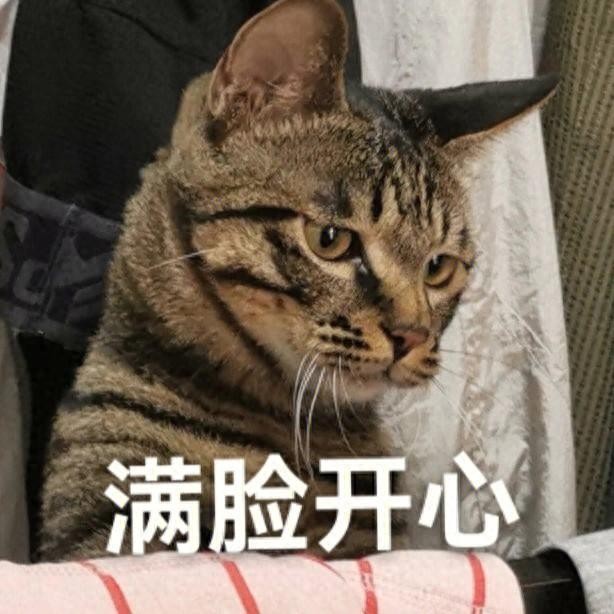 如果一只“狸花猫”把你当亲妈，就会有这些行为，骗不了人！