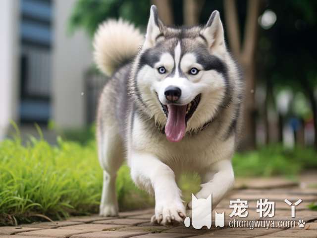 松狮为什么属于禁养犬北京？