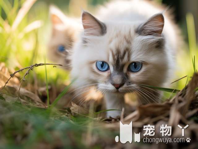 上海小猫来了猫舍，哪一只小猫咪会成为你的心动之物呢？